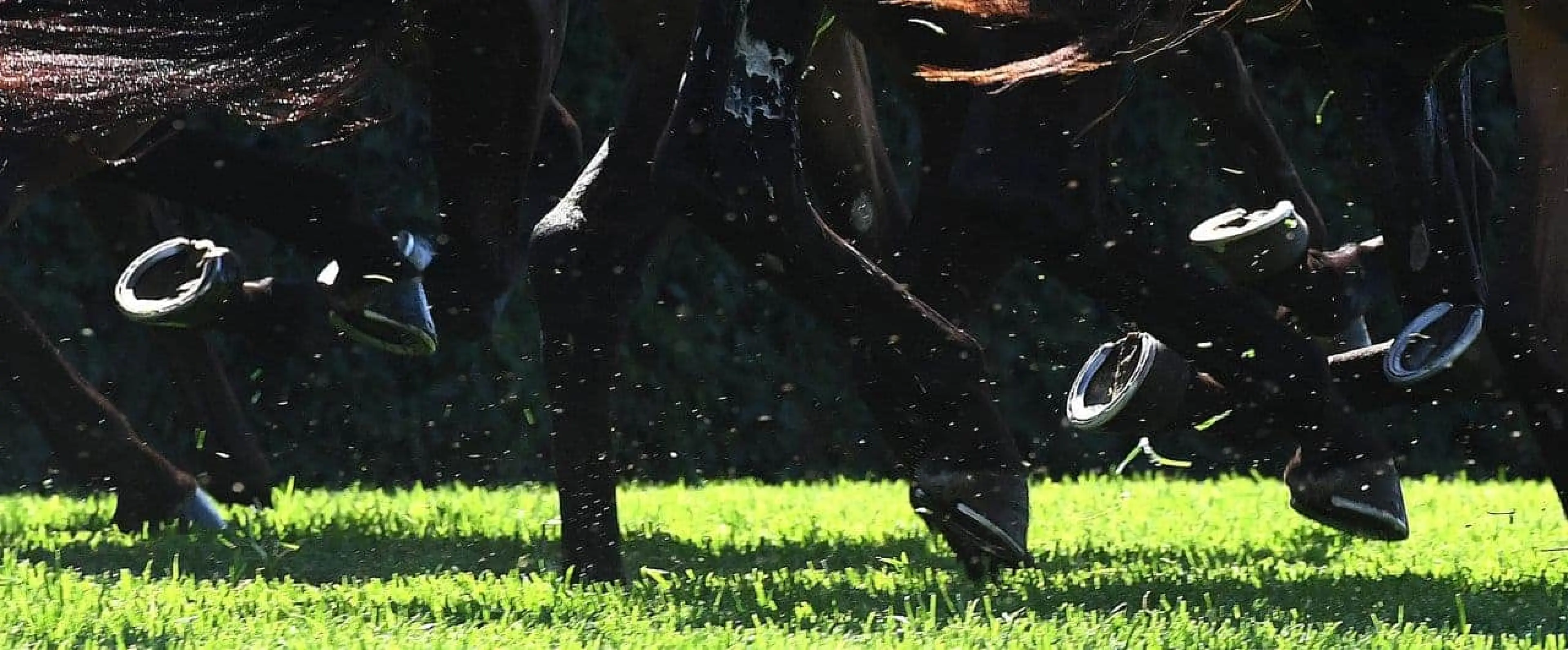 Horse Racing