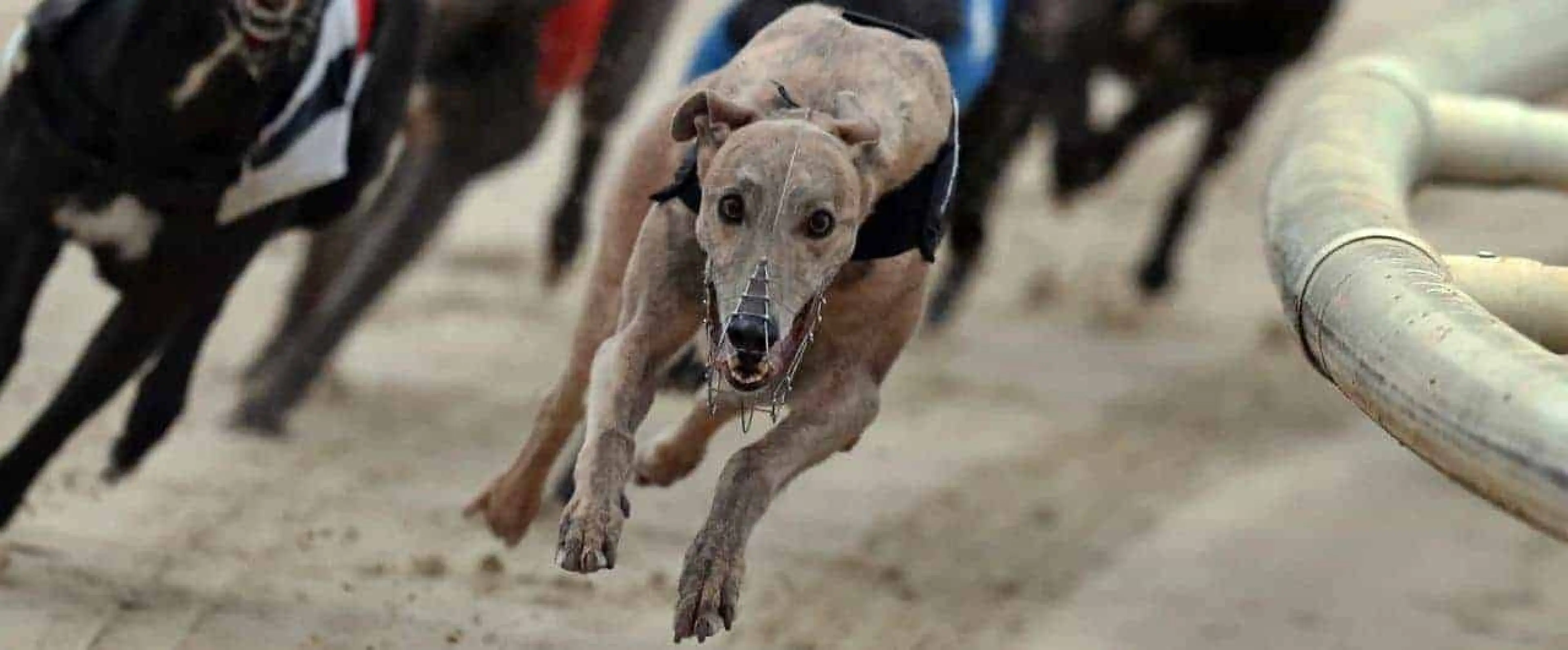 Greyhounds