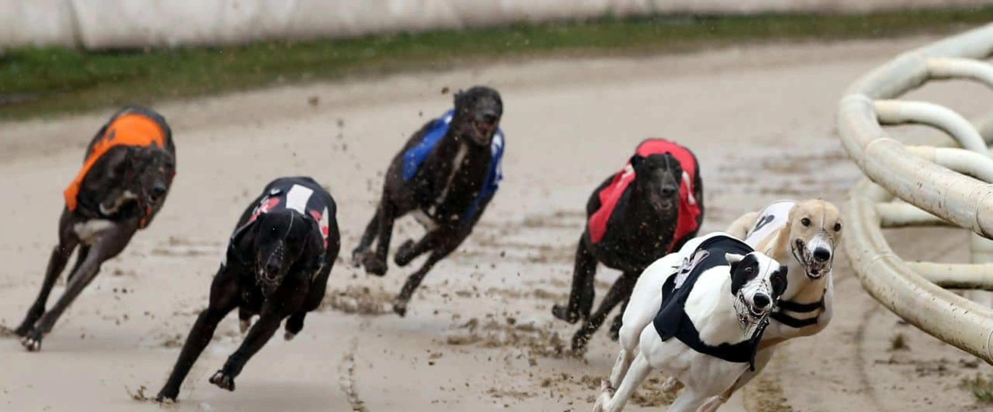 Greyhounds