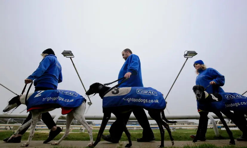 Premier Greyhound Racing Regency, Hove