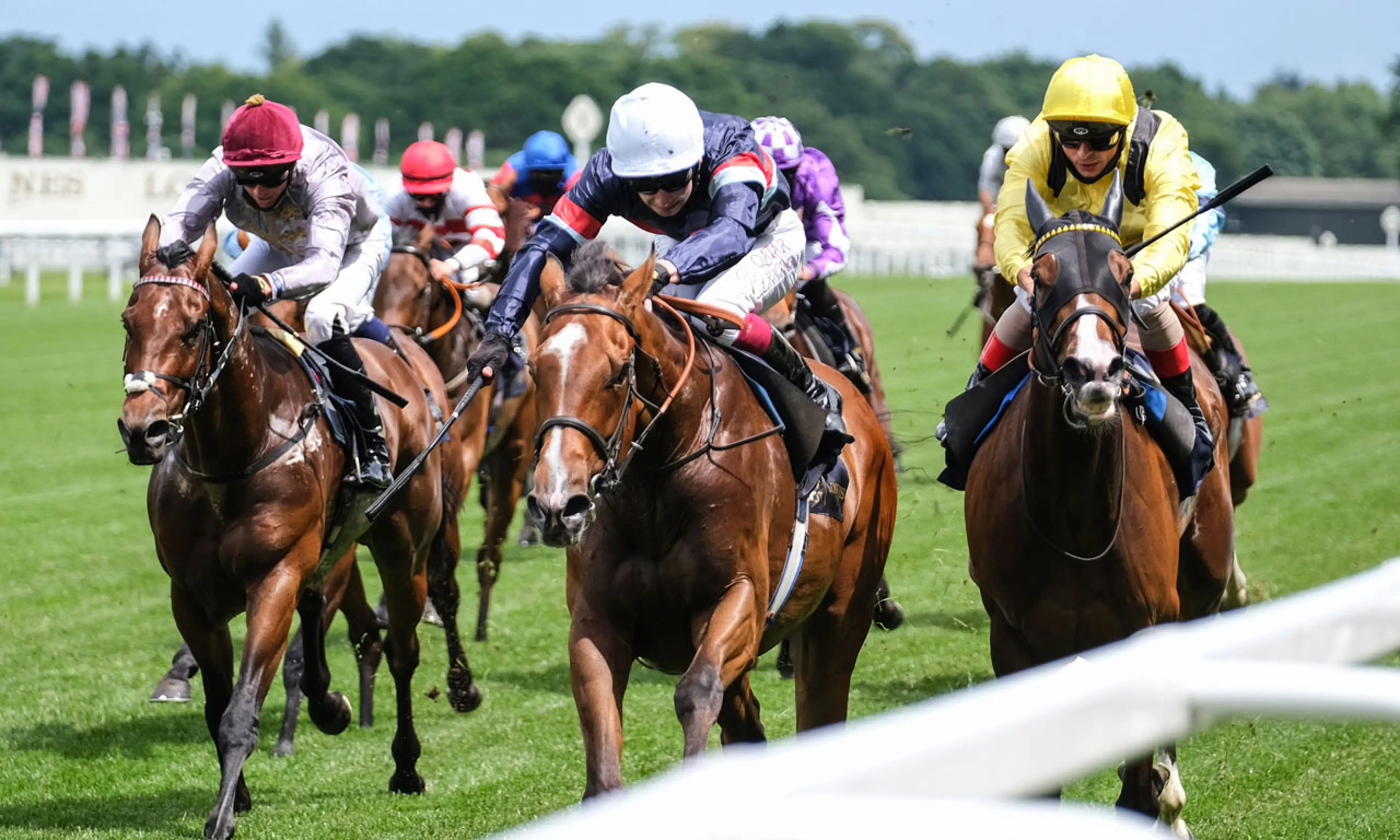 Sir Busker, horse racing