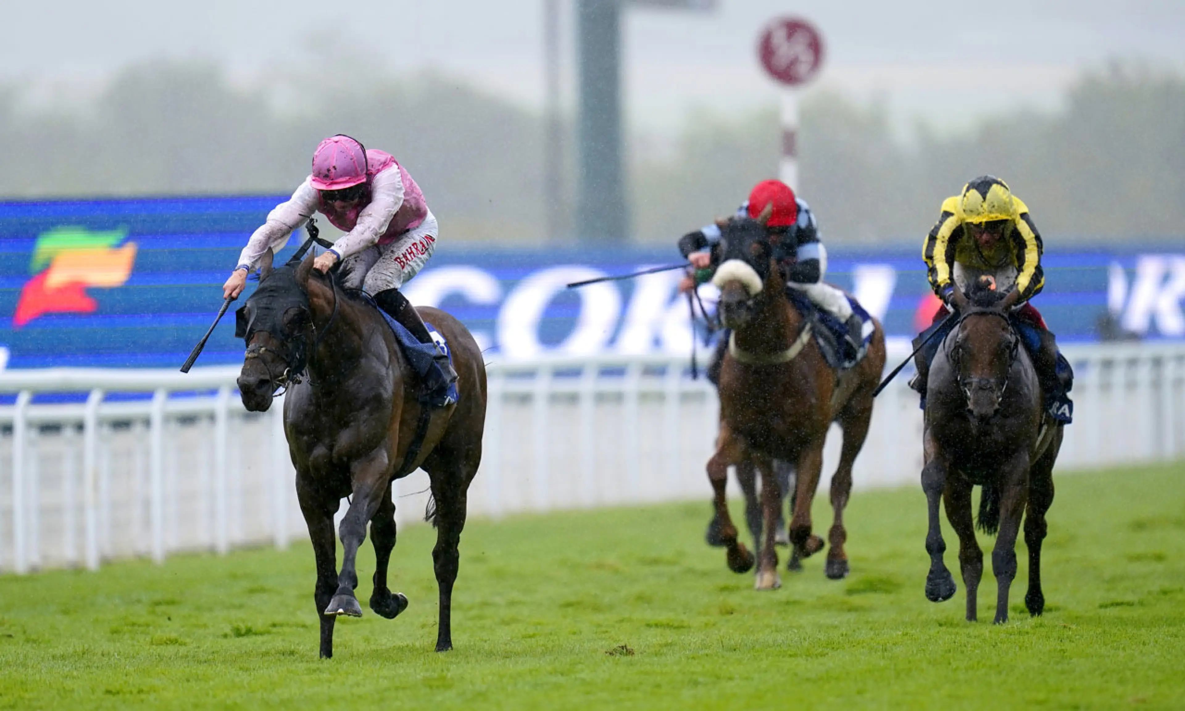 Sweet William, Ebor Handicap betting odds, horse racing