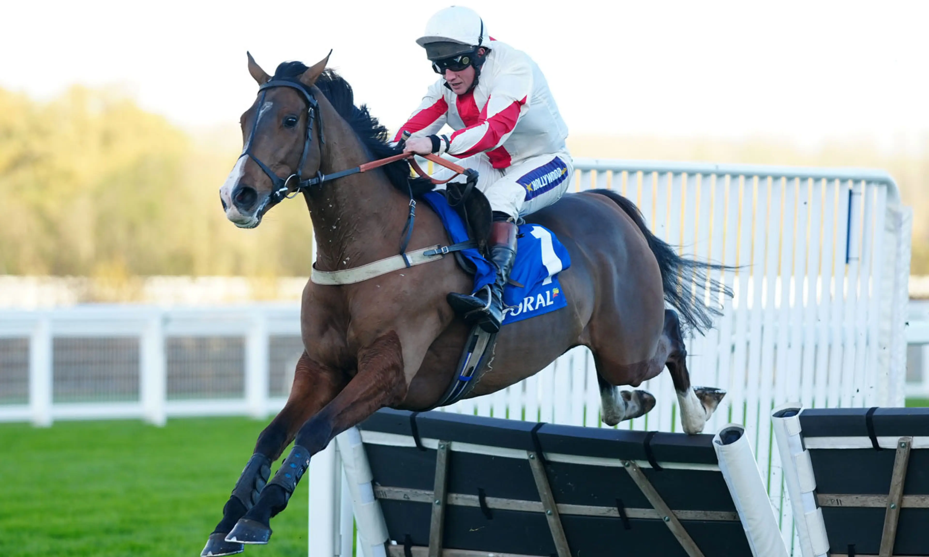 Goshen, Coral Hurdle betting, horse racing