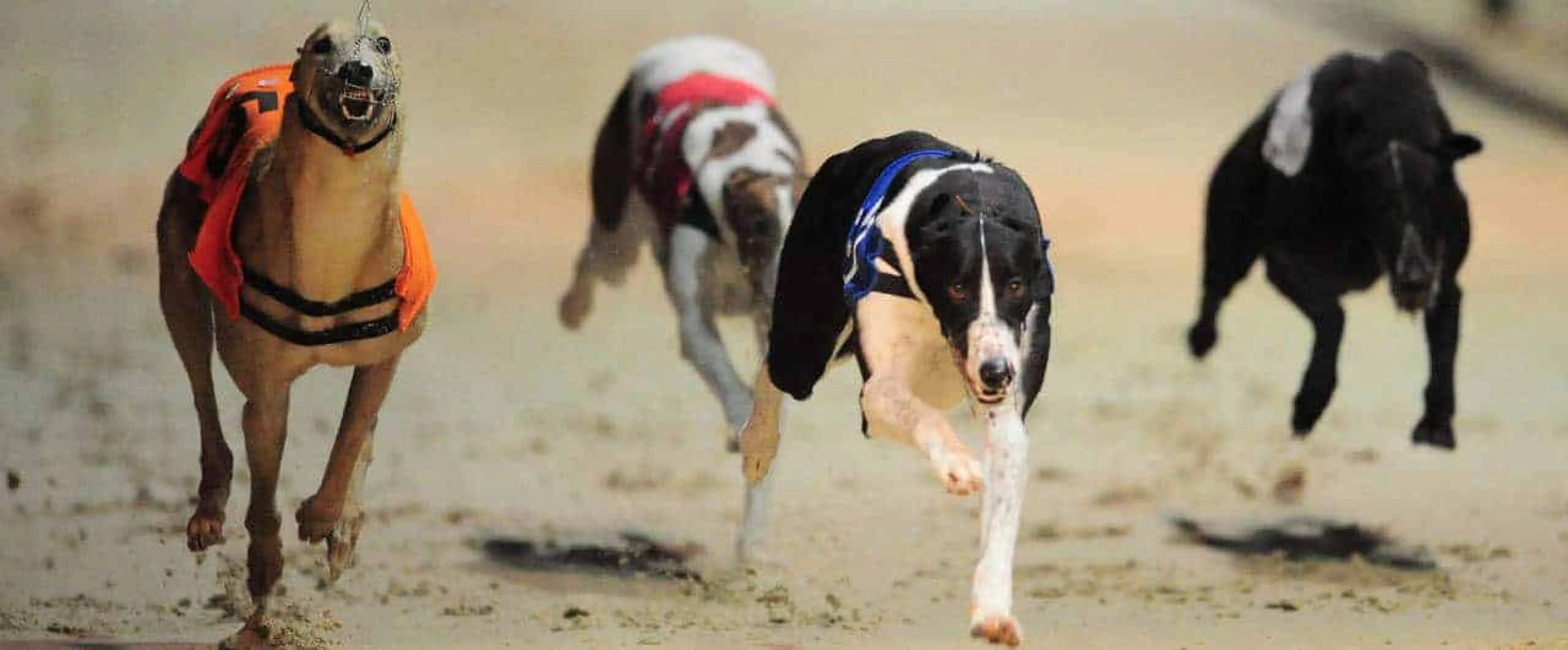 Henlow best bets
