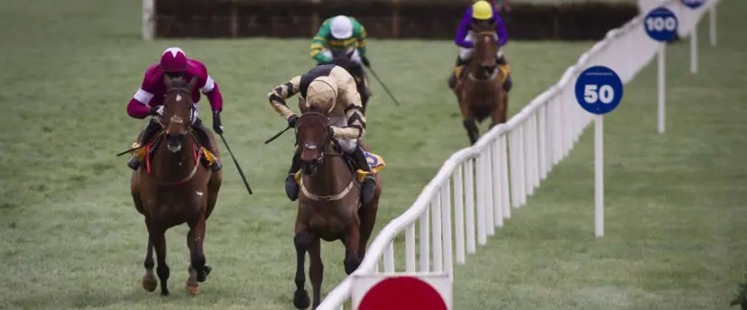 Nichols Canyon odds and Identity Thief bets are among Punchestown tips for November 20.