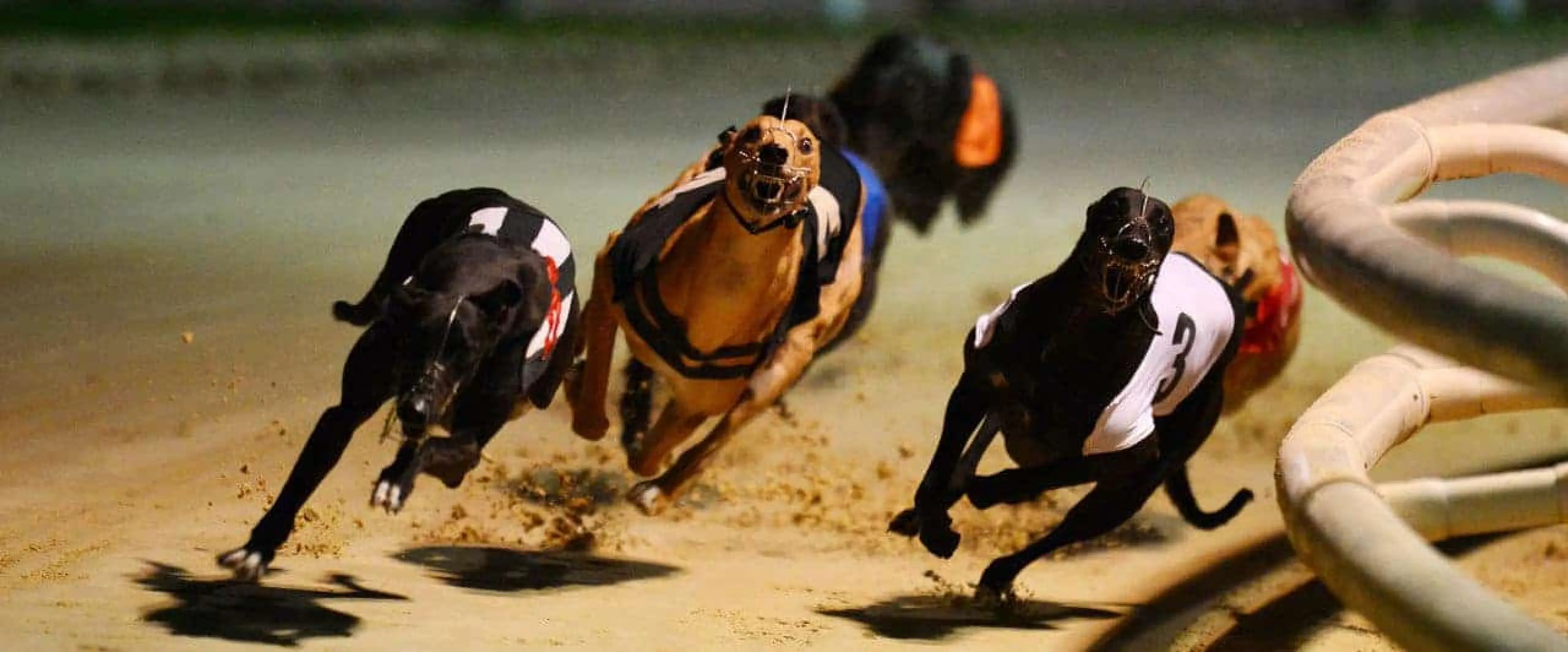 Harlow best bets
