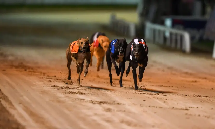 Shelbourne Park, Irish Greyhound Derby final