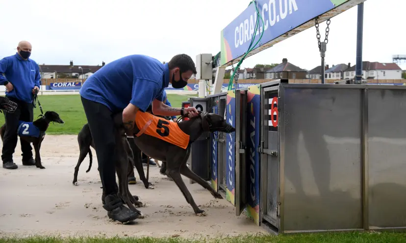 Coral Romford Puppy Cup, greyhounds