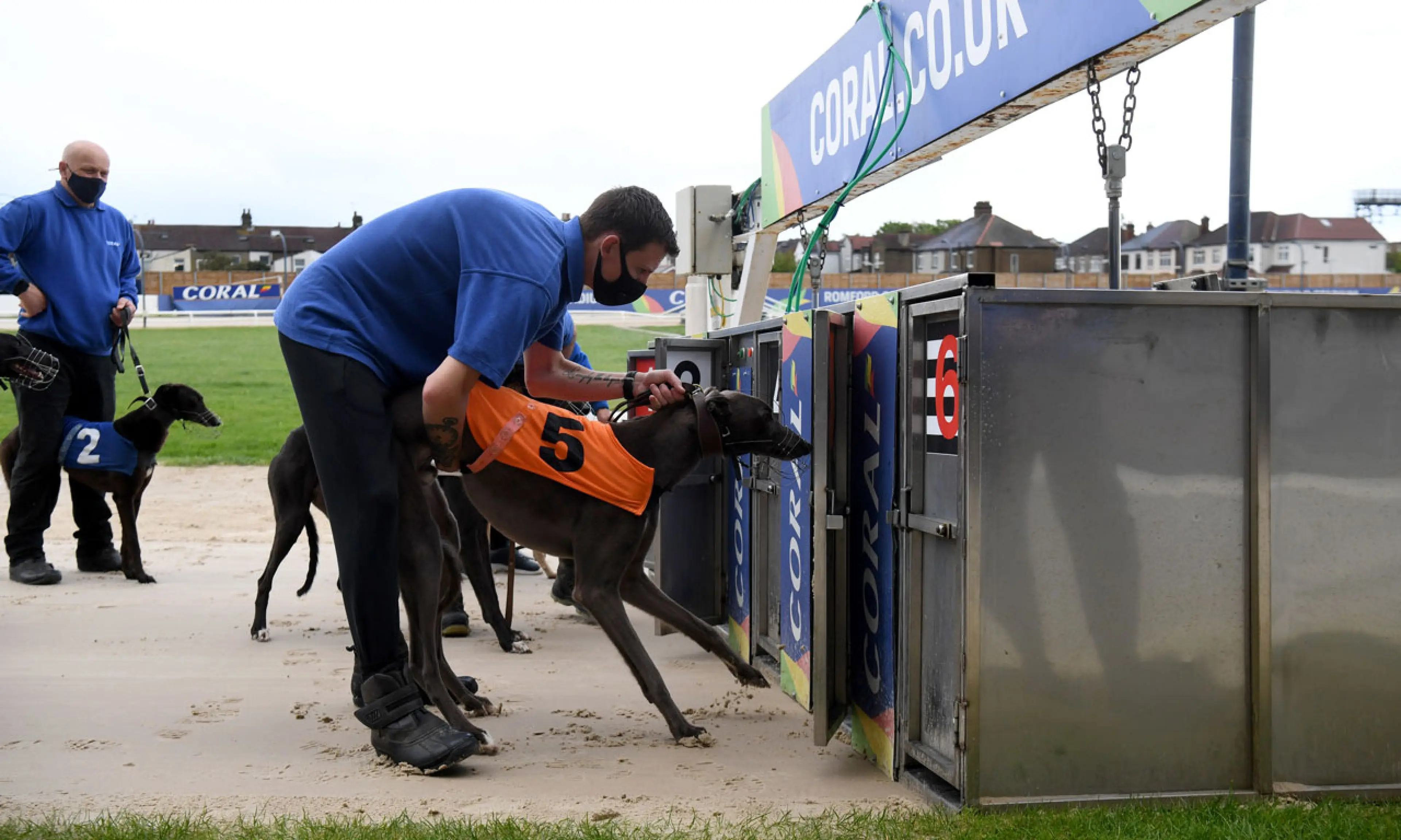 Coral Romford Puppy Cup, greyhounds