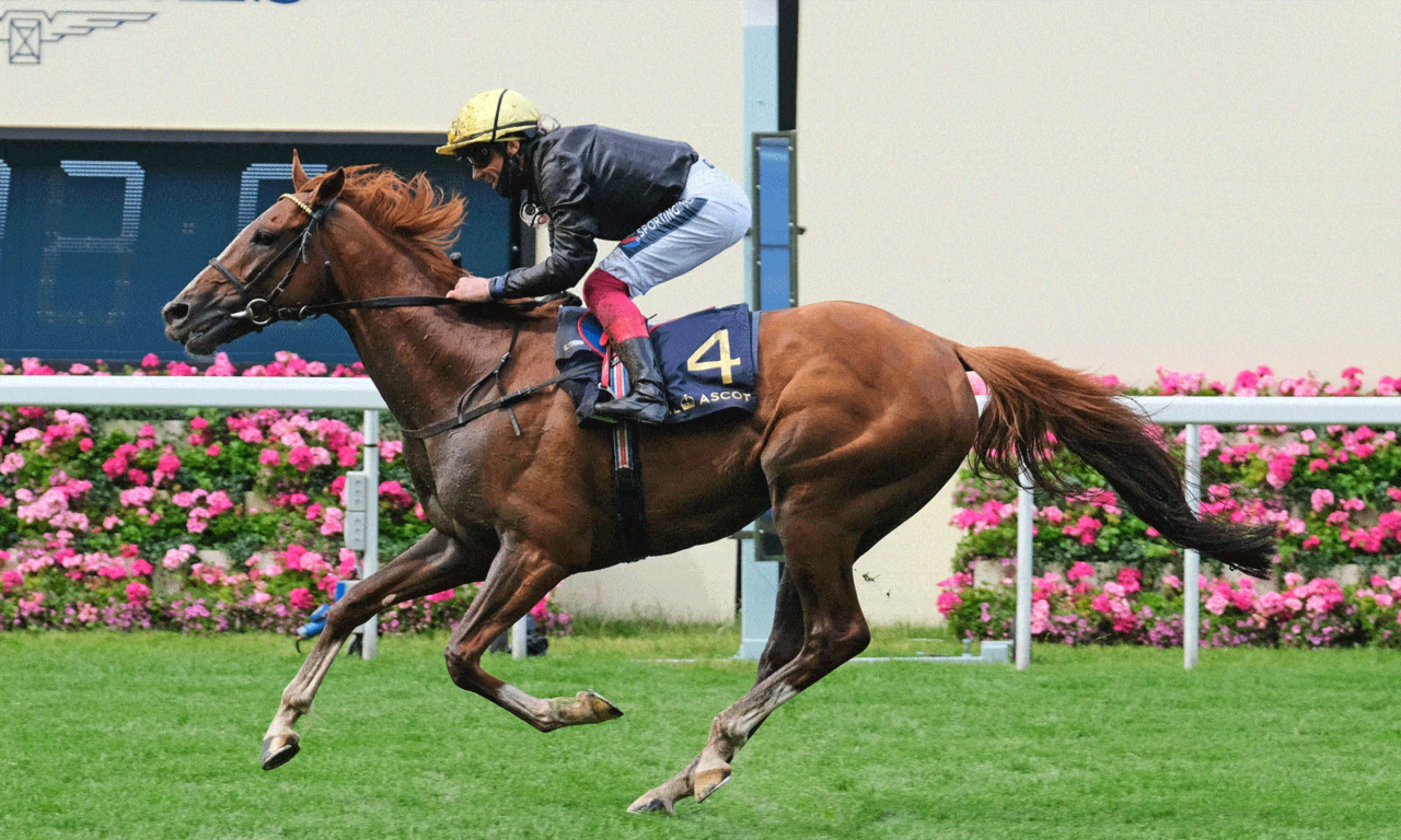 Stradivarius, horses to watch at ascot, horse racing