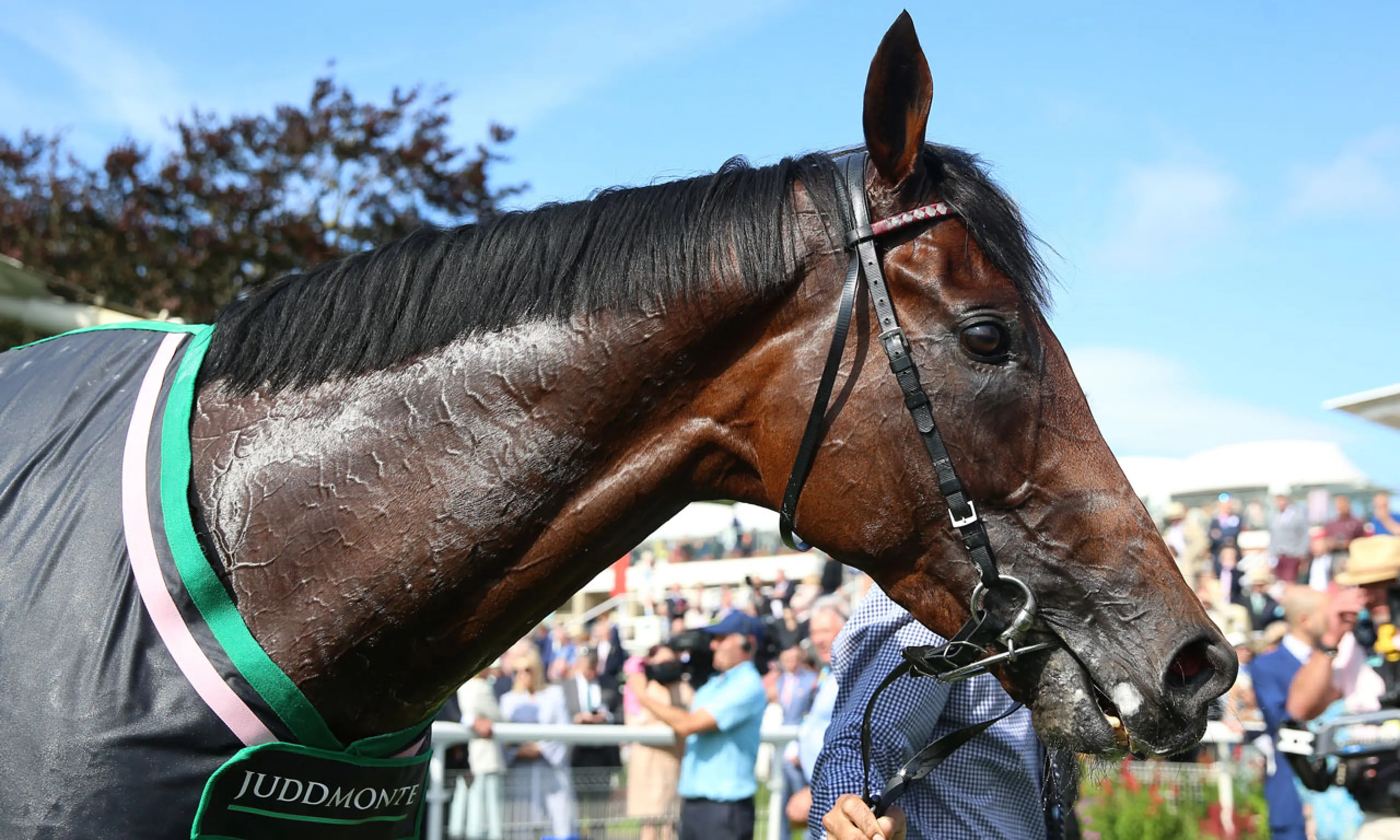 Mishriff, horse racing