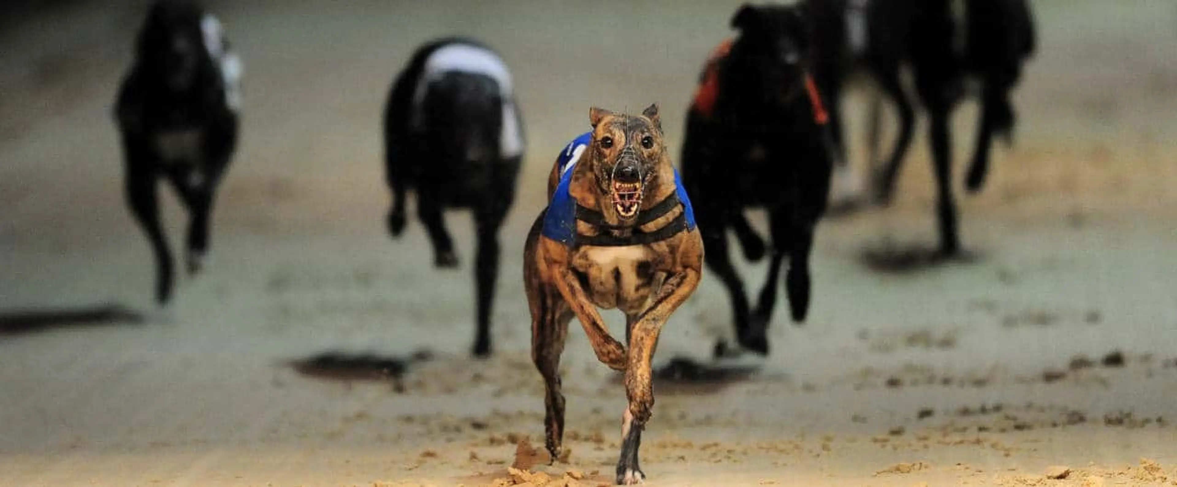 Romford best bets